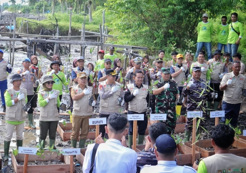 Bupati Meranti H. Asmar saat menanam mangrove di desa Mekong